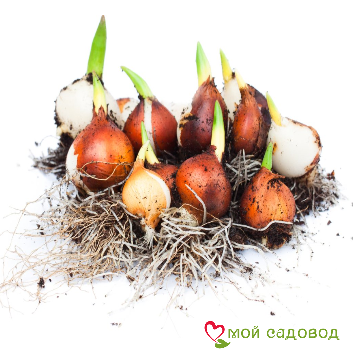 Тюльпан Мельбурн