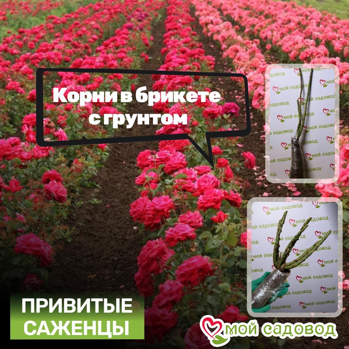 Роза Штамбовая Сора Рико